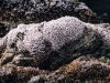 Gooseneck barnacles-600.jpg